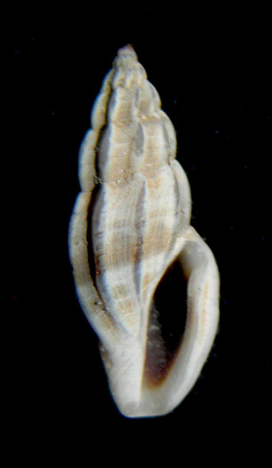 mangelia caerulans??